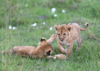 À la découverte du Parc National de Fazao-Malfakassa en voiture : Une aventure au cœur du Togo